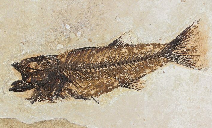 Bargain Mioplosus Fossil Fish - Uncommon Species #20835